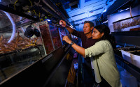scientists looking at coral in an experimental aquarium